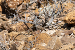 Artemisiospiza nevadensis