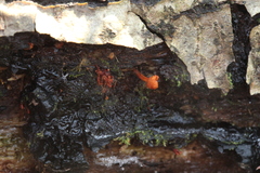 Ophiocordyceps variabilis