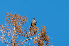 Artemisiospiza nevadensis