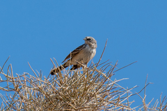 Artemisiospiza nevadensis