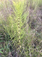Equisetum telmateia telmateia