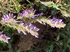 Salvia polystachia