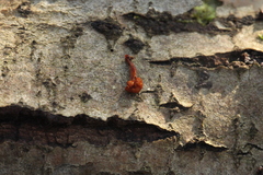 Ophiocordyceps variabilis