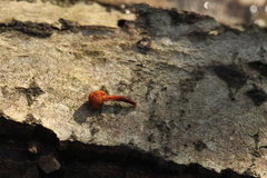 Ophiocordyceps variabilis