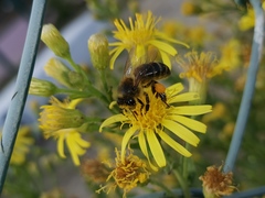 Apis mellifera