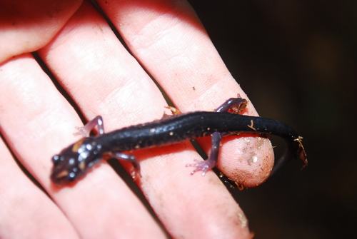 Blue Ridge Gray-cheeked Salamander