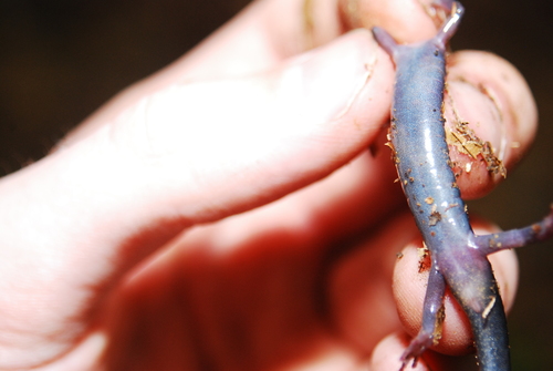 Blue Ridge Gray-cheeked Salamander