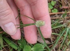 Cyperus sesquiflorus