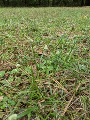 Cyperus sesquiflorus