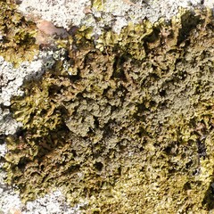 Xanthoparmelia loxodes