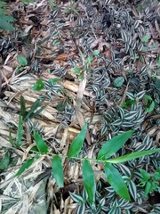 Tradescantia zebrina zebrina
