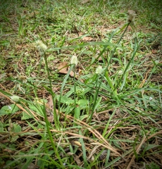 Cyperus sesquiflorus