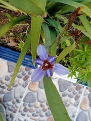 Trimezia coerulea