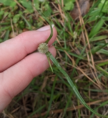 Cyperus sesquiflorus