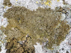 Xanthoparmelia loxodes