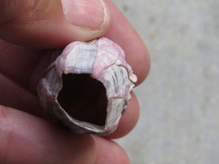 Megabalanus coccopoma