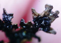 Xanthoparmelia loxodes