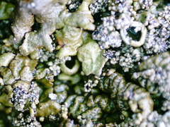 Xanthoparmelia loxodes