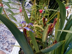 Trimezia coerulea