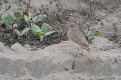 Geositta peruviana