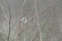 Rhopospina alaudina