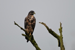 Geranoaetus melanoleucus