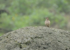 Geositta crassirostris