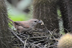 Pseudasthenes cactorum