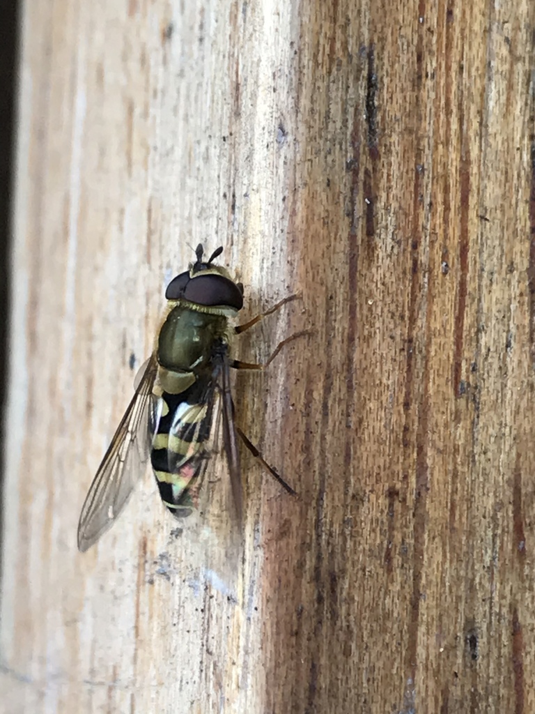 Syrphus shorae