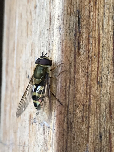 Syrphus shorae