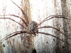 Leptobunus