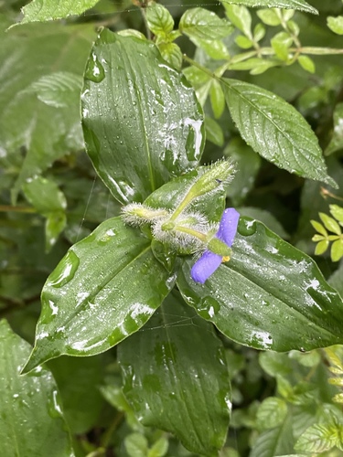 Tinantia erecta (Tinantia erecta)
