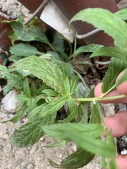 Epilobium coloratum