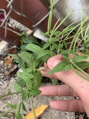 Epilobium coloratum