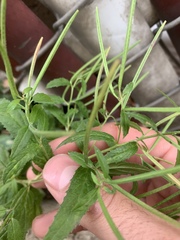 Epilobium coloratum