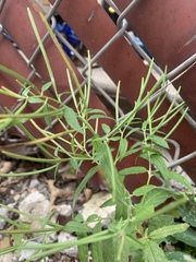Epilobium coloratum