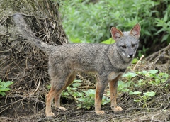 Lycalopex sechurae