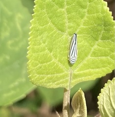 Graphocephala flavovittata