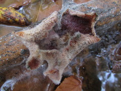 Hypomyces mycophilus