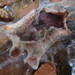 Hypomyces mycophilus - Photo (c) maricel patino, some rights reserved (CC BY-NC), uploaded by maricel patino