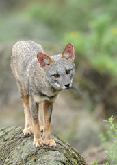 Lycalopex sechurae