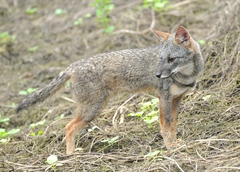 Lycalopex sechurae