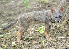 Lycalopex sechurae