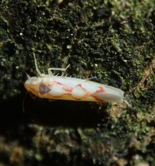 Zygina flammigera