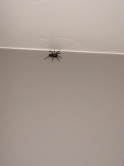 Herpyllus propinquus