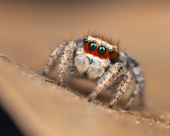 Habronattus arcalorus