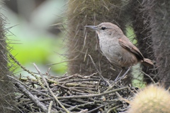 Pseudasthenes cactorum