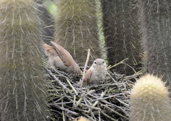 Pseudasthenes cactorum