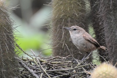 Pseudasthenes cactorum