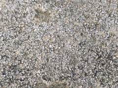 Verrucaria polysticta